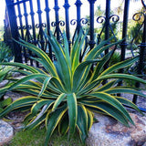 Egrow,Maguey,Seeds,Mixed,Agave,Bonsai,Succulent,Plants,Agave,Potted,Garden,Decoration
