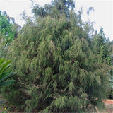 Egrow,Cypress,Seeds,Cypress,Plant,Chamaecyparis,Pisifera,Filifera