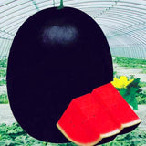 Egrow,Watermelon,Seeds,Giant,Black,Watermelon,Bonsai,Fruit,Plant,Sweet,Juicy,Water,Melon,Garden,Bonsai