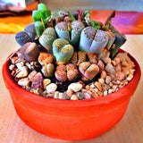 Egrow,100pcs,Graine,Lithops,Pseudotruncatella,Plant,Potted,Stone,Succulentes,Mixture