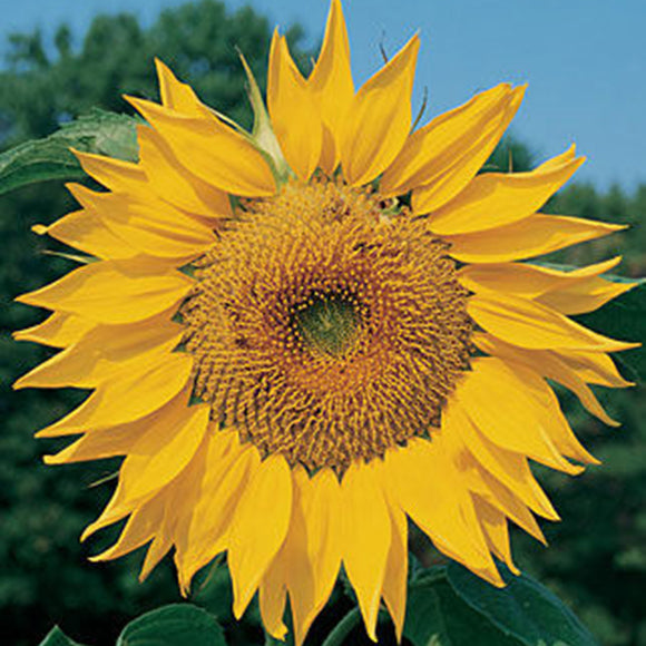 Egrow,Yellow,Sunflower,Seeds,Courtyard,Beautifying,Ornamental,Plants,Seeds
