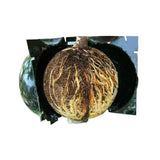 Plant,Propagation,Grafting,Garden,Altitude,Pressure,Propagation,Rooting,Propagator,Cutting,Grafting,Rooting
