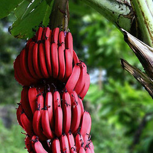 50PCS,Banana,Seeds,Outdoor,Perennial,Interesting,Plants,Taste,Delicious,Fruit,Seeds