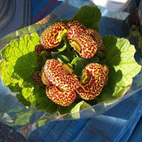 Egrow,Calceolaria,herbeohybrida,Seeds,Bonsai,flower,Garden,plant