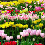Egrow,Tulip,Flower,Seeds,Purple,White,Flowers,Perennial,Garden,Potted,Plants