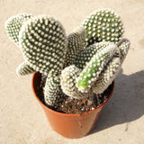 Egrow,Opuntia,Microdasys,Seeds,Bonsai,Succulent,Plants,Green,Radiation,Protection,Cactus