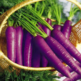 Egrow,Colorful,Carrot,Seeds,White,Purple,Origanic,Healthy,Vegetable,Plant