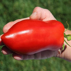 Tomato,Bullet,Shape,Tomato,Plant,Natural,Growth,Balcony,Bonsai,Plant,Seeds